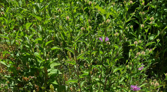 Natur entdecken! Foto: Romy Heinrich
