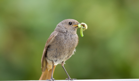Hausrotschwanz Foto: F. Derer