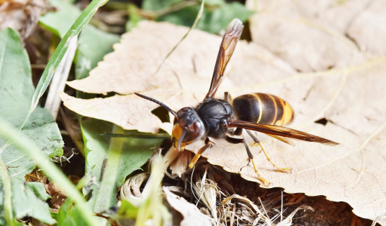 Asiatische Hornisse Foto: A. Loeper