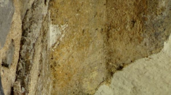 Mehlschwalbe im Nest, Großhennersdorf Foto: Daniela Zettlitz