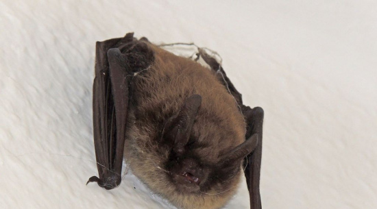 Eine Zwergfledermaus zu Besuch in der Humboldtbaude auf dem Schlechteberg
Foto: Thomas May