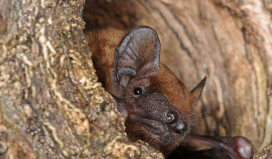 Großer Abendsegler aus Baumhöhle schauend Foto: Reimund Francke