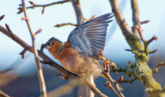 Buchfink Foto: Gerd Goldberg