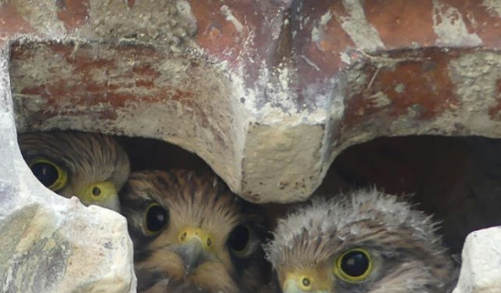 Neugierige Jungvögel - die jungen Turfalken können es kaum erwarten das Nest zu verlassen und ihre Umgebung zu erkunden. Foto: Birgit Böhme