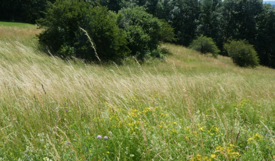 Magere Frischwiese im FND