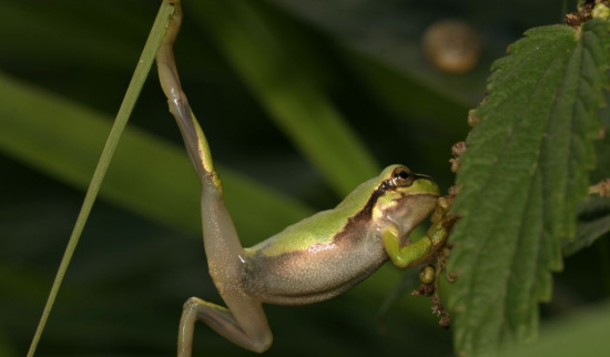 Hindernisse sind dazu da, um überwunden zu werden! Foto: Gerd Ritschel