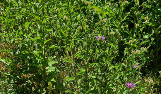 Natur entdecken! Foto: Romy Heinrich