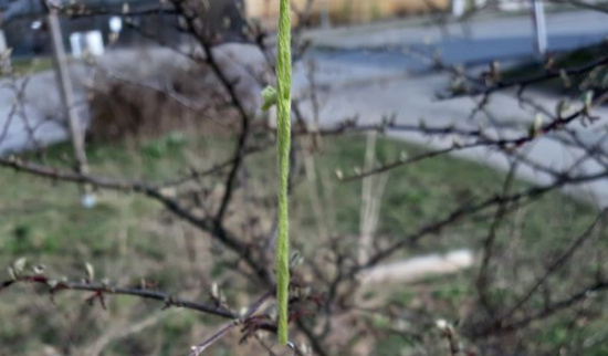 Osterei alla Kurkuma Foto: R. Heinrich