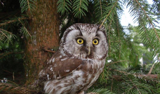 Pfegekind Raufußkauz Foto: Heinz Förster