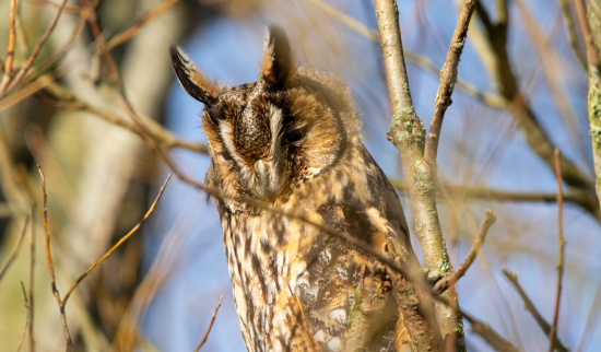 Waldohreule Foto: F. Spissinger