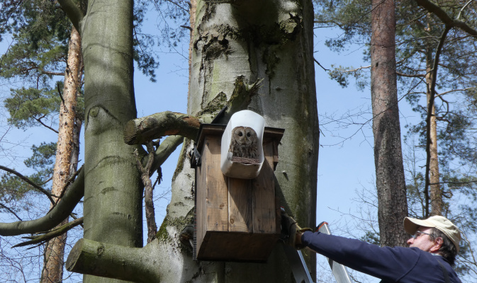Kastenkontrolle beim Waldkauz – Foto: R. Heinrich