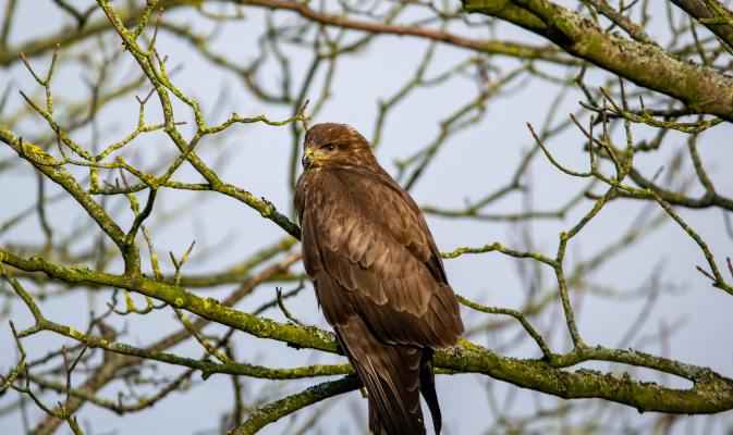 Mäusebussard im Baum – Foto: F. Spissinger