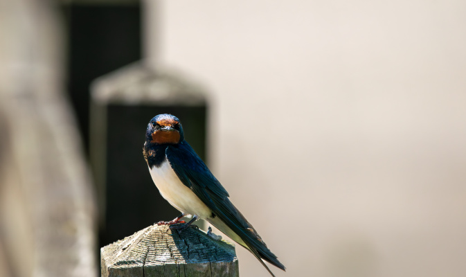 Rauchschwalbe auf einem Pfahl sitzend – Foto: F. Spissinger