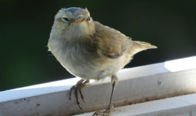 Ein Besucher am Fenster: junger Zilpzalp – Foto: R. Heinrich