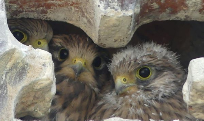 Neugierige Turmfalken – Foto: B. Böhme