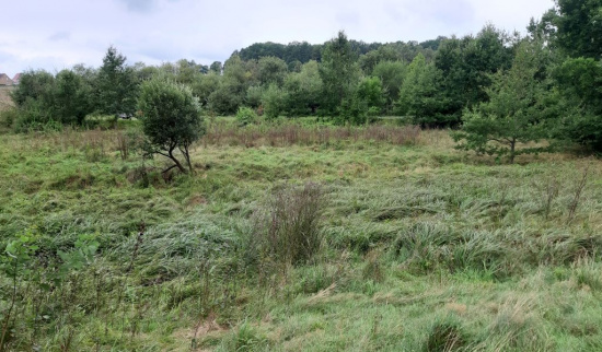 Istzustand Nasswiese Seifhennersdorf vor Biotopsanierung Foto: R. Heinrich