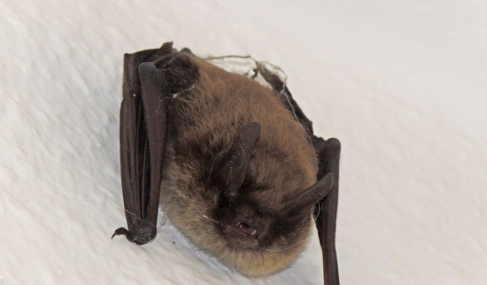 Eine Zwergfledermaus zu Besuch in der Humboldtbaude auf dem Schlechteberg
Foto: Thomas May