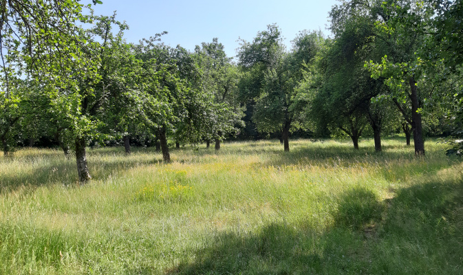 Streuobstwiese am Schlechteberg – Foto: R. Heinrich