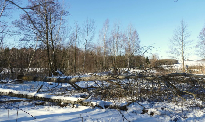 Vorbereitung der Teichsanierung: Baumfäll- & entbuschungsarbeiten – Foto: Rolf Herbrich
